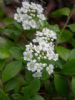 Spiraea Media Extract